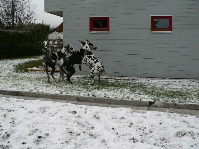 Tristan, Tabea in Hera - foto