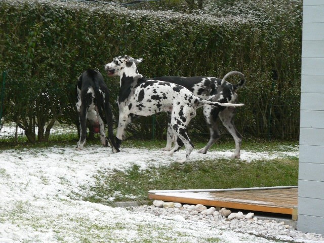 Tristan, Tabea in Hera - foto