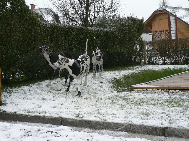 Tristan, Tabea in Hera - foto