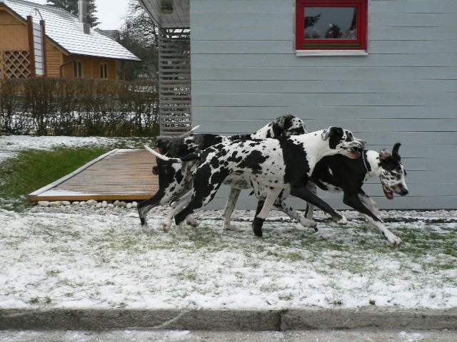 Tristan, Tabea in Hera - foto povečava