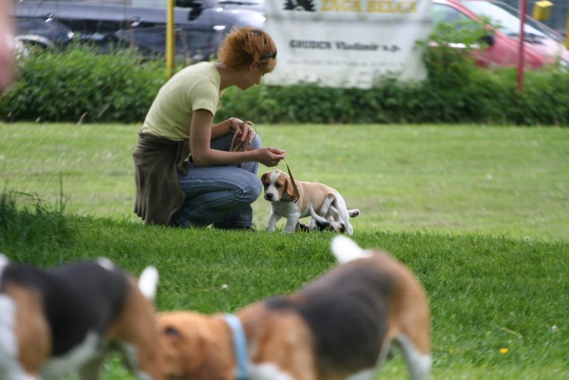 Beagle picnic - foto
