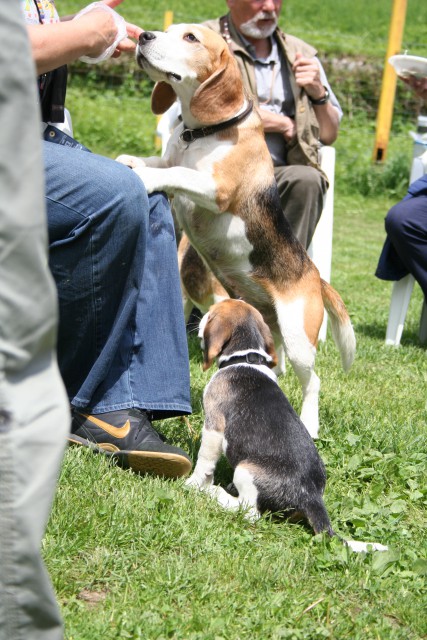 Beagle picnic - foto