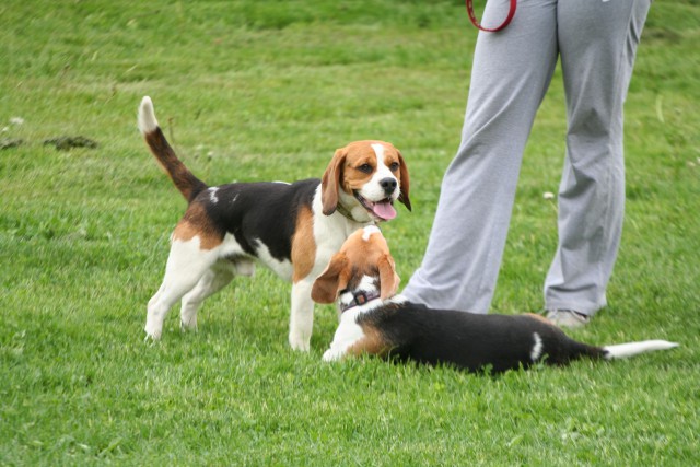 Beagle picnic - foto