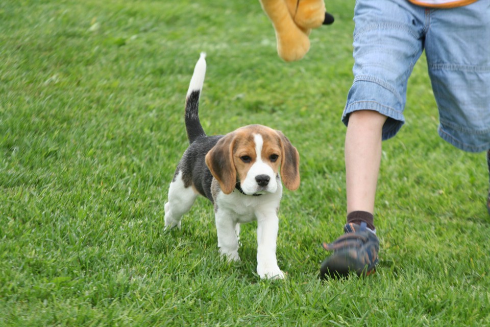 Beagle picnic - foto povečava