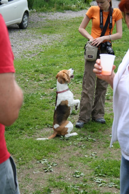 Beagle picnic - foto