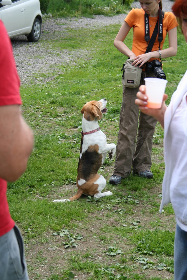 Beagle picnic - foto povečava