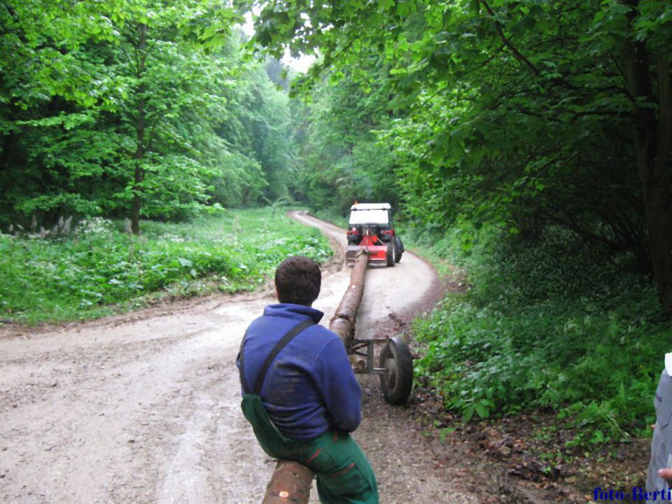 Mlajnik 2011 - foto povečava