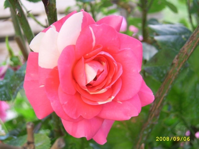 dvobarvna vrtnica