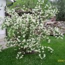 Cvetoči jasmin