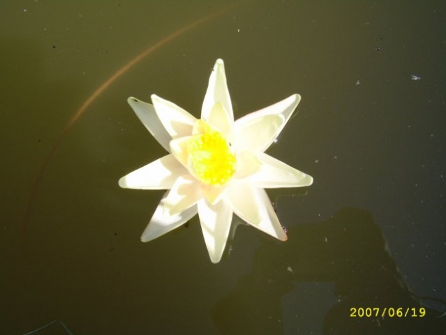 Cvet lokvanja
