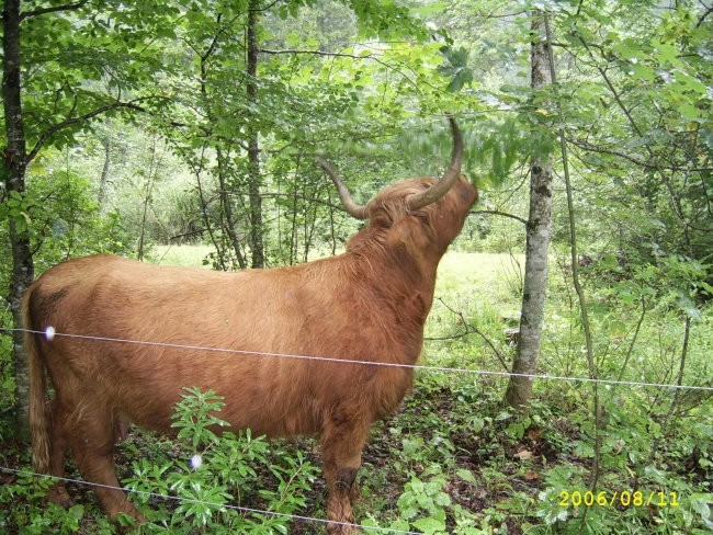 Škotsko govedo