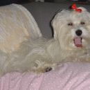 Pongo