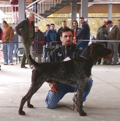 Meda von der Takic CACIB Novi Sad CAC BOB BOG