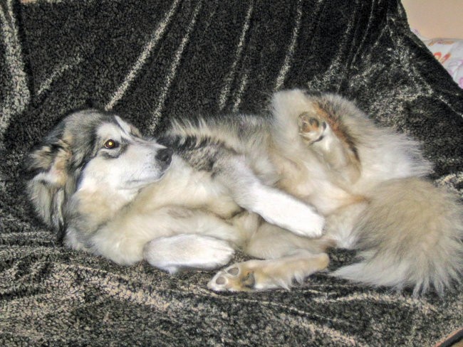 Aljaški malamut - KENA - foto povečava