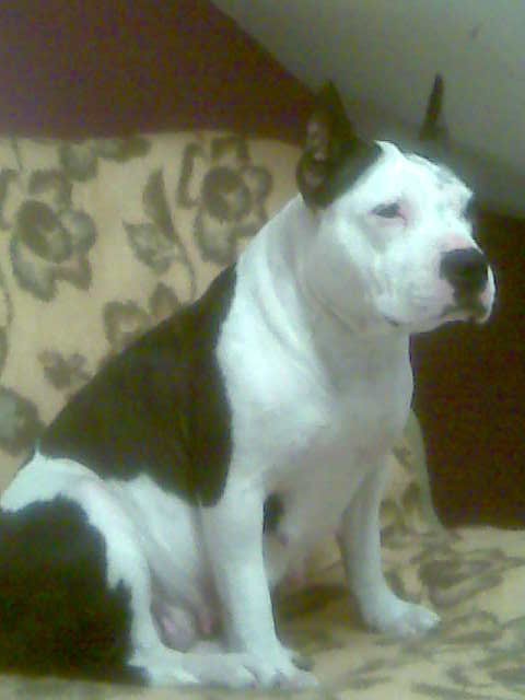 Medy