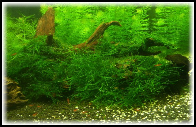 Shrimp's Heaven - foto