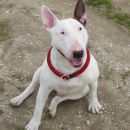 BULLTERRIER BAXTER AND FRIENDS