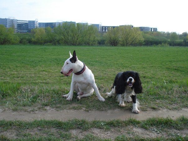 BULLTERRIER BAXTER AND FRIENDS - foto