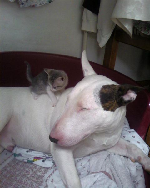 BULLTERRIER BAXTER AND FRIENDS - foto