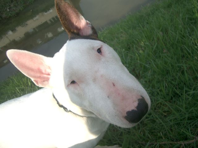 BULLTERRIER BAXTER AND FRIENDS - foto