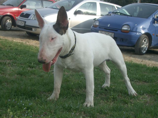 BULLTERRIER BAXTER AND FRIENDS - foto