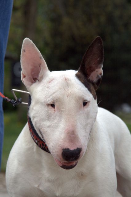 BULLTERRIER BAXTER AND FRIENDS - foto