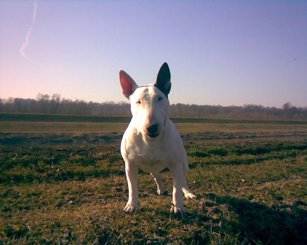 BULLTERRIER BAXTER AND FRIENDS - foto