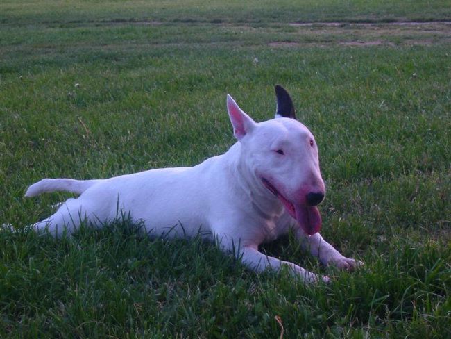 BULLTERRIER BAXTER AND FRIENDS - foto povečava