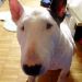 Bull terrier Baxter 2