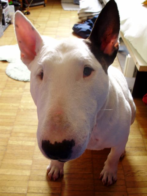 Bull terrier Baxter 2 - foto