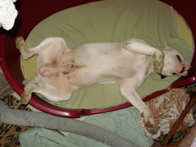 Bull terrier Baxter 2 - foto