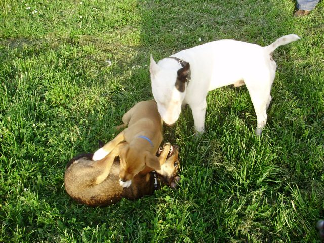 Bull terrier Baxter 2 - foto