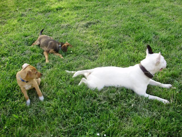 Bull terrier Baxter 2 - foto