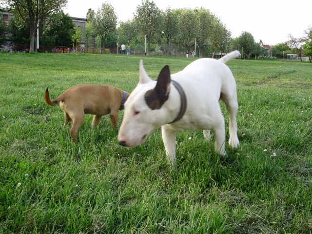 Bull terrier Baxter 2 - foto