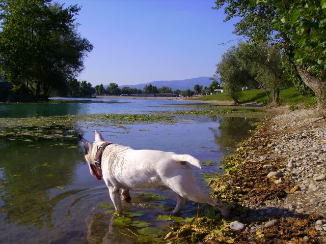 Bull terrier Baxter 2 - foto