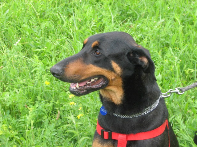 Aaron - foto povečava