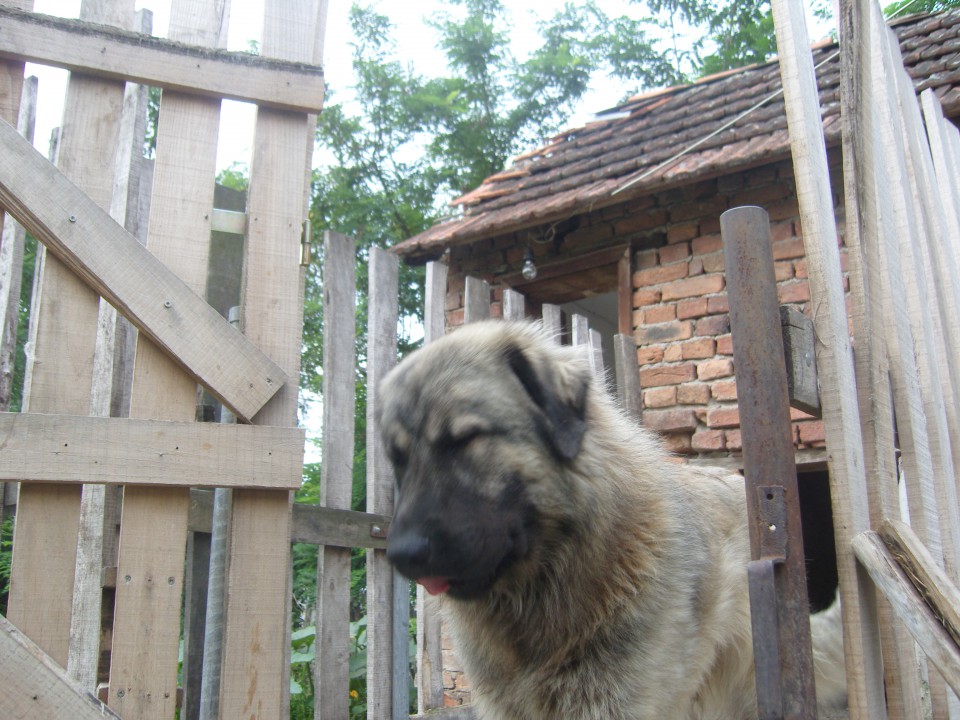 Sarplaninka Viki Dzesi Zabljacka - foto povečava