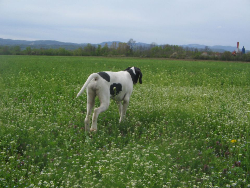 Jetta - foto povečava