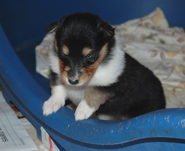 Ruby, first weeks - foto povečava