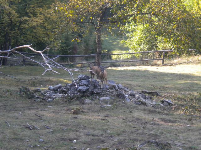 Tek po Lavričevi poti 2011 - foto