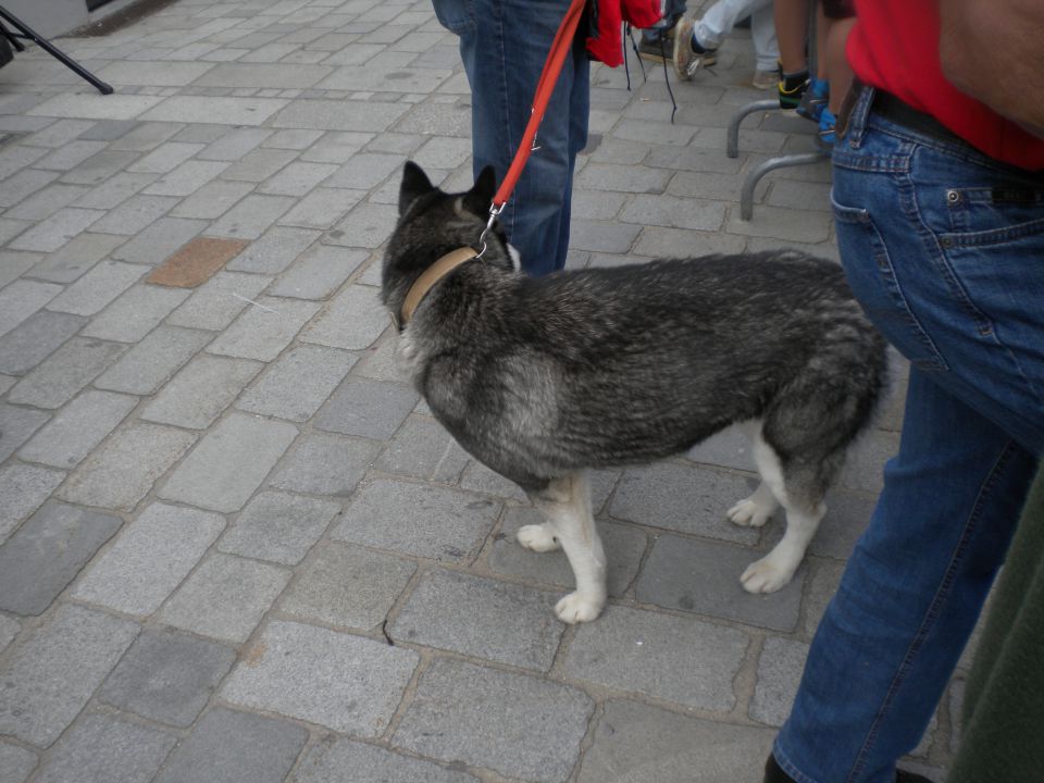 Avstija in mal Polske - foto povečava