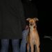 Greyhound Bruno