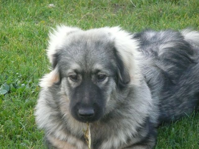 Grom- 6 mesecev - foto
