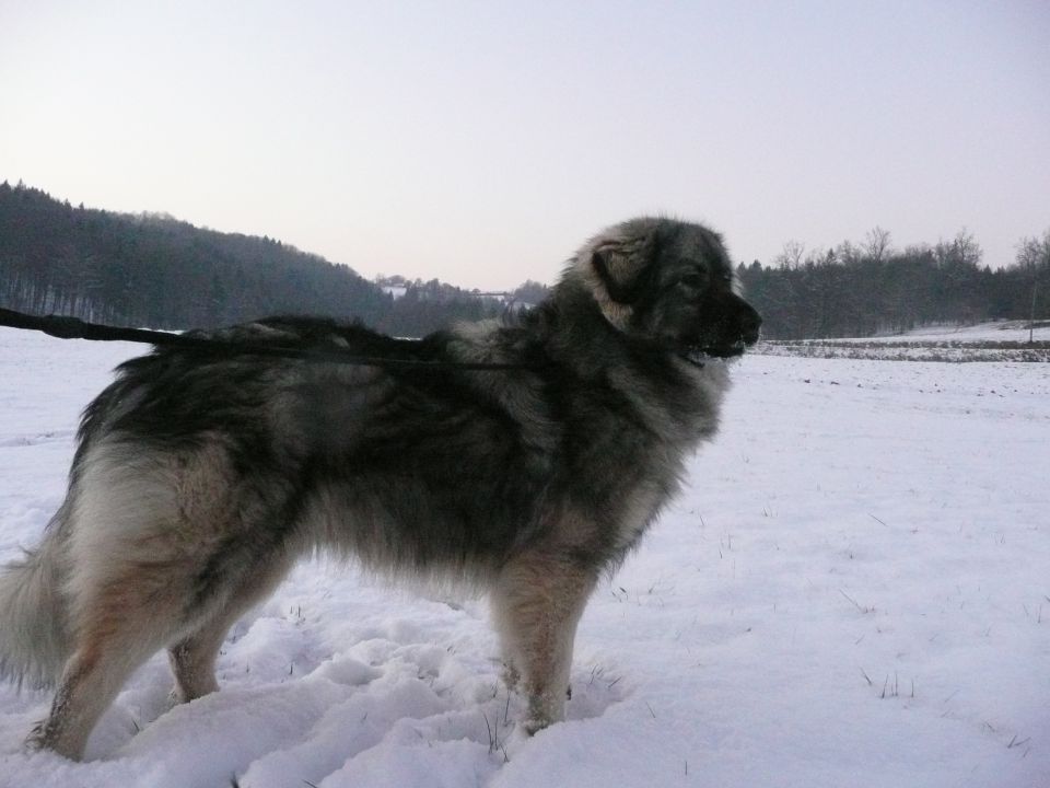 Grom- 9mesecev - foto povečava