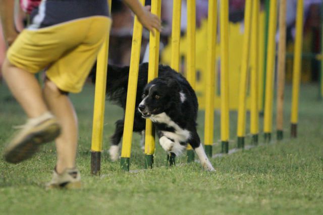 MISS AGILITY - foto