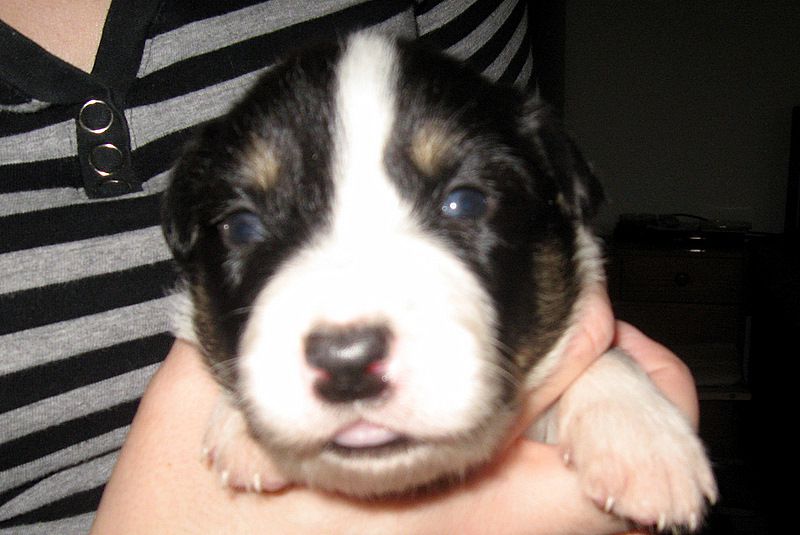 BORDER COLLIE MLADIČKI - foto povečava