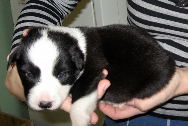 BORDER COLLIE MLADIČKI - foto