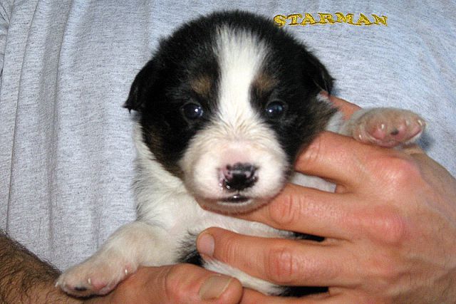 BORDER COLLIE MLADIČKI - foto