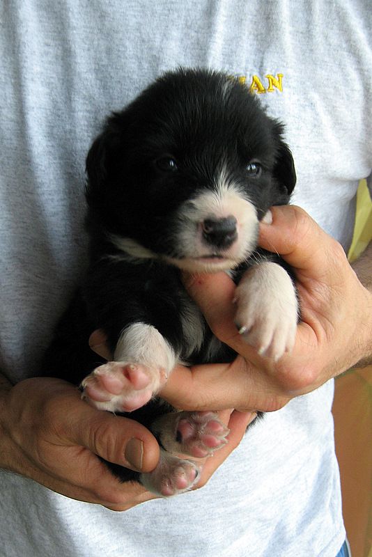 BORDER COLLIE MLADIČKI - foto povečava