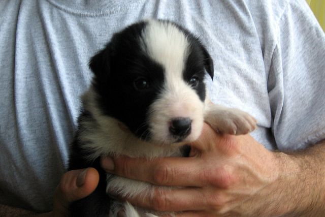 BORDER COLLIE MLADIČKI - foto